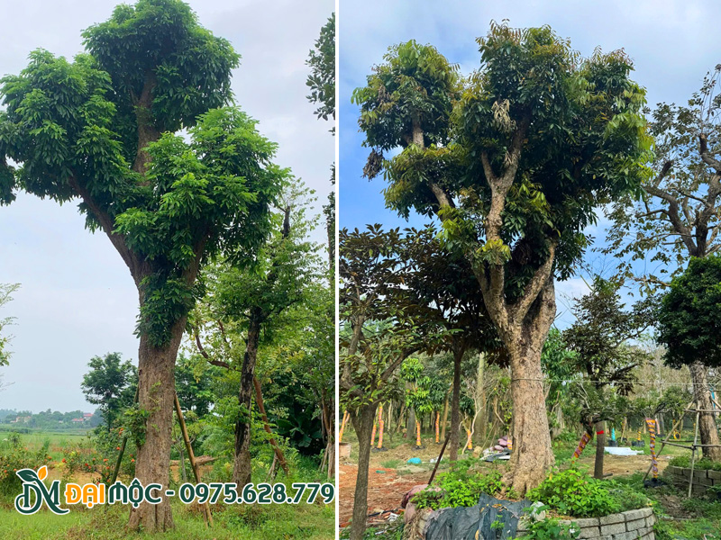 Hai cây nhãn cổ thụ cao 5 - 6m đang dưỡng tại Hưng yên