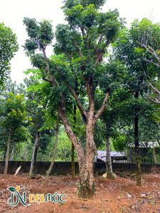 Gốc nhãn đang dưỡng ủ tại vườn ở Hà Nội, đường kính gốc 40cm