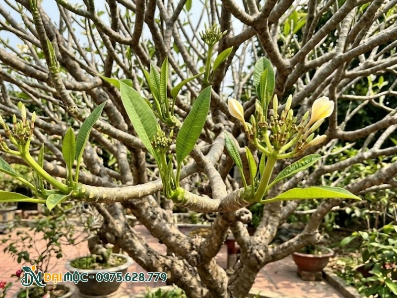 Nụ cây hoa đại mới nhú nhẹ