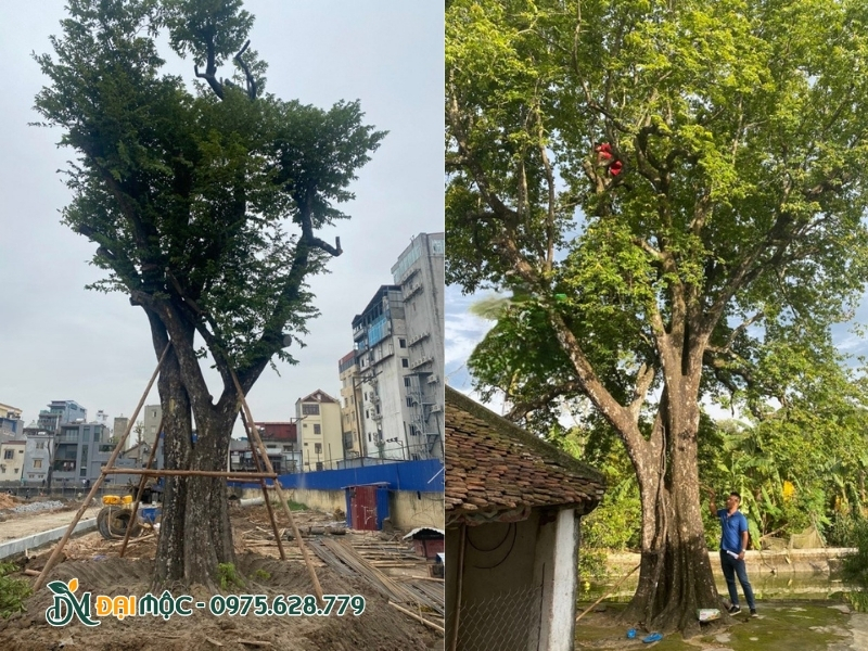 Cây thị cổ thụ có phần gốc rễ bề thế