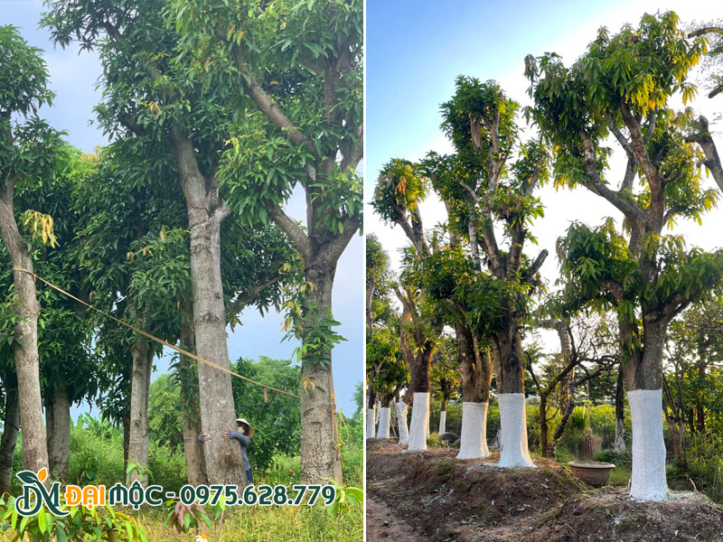 Những gốc xoài siêu lớn được dưỡng ủ cần thận, quét vôi vào thân để phòng sâu bệnh