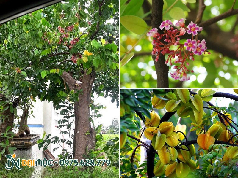 Cây khế ra hoa và quả sai rúc rỉu