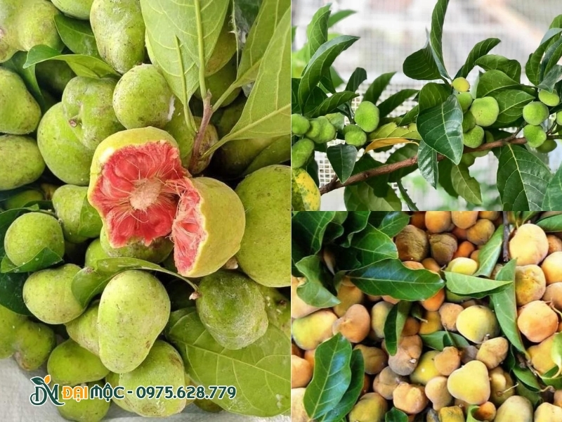 Quả cây chay ruột đỏ khi chín