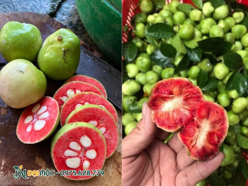 Ruột quả chay có màu đỏ au