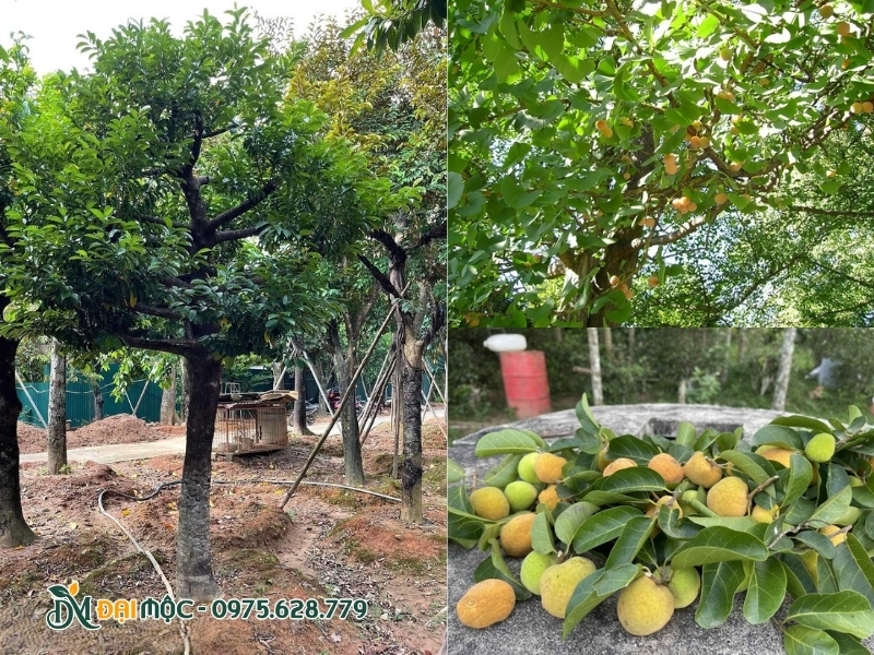 Quả cây chay ruột đỏ chín