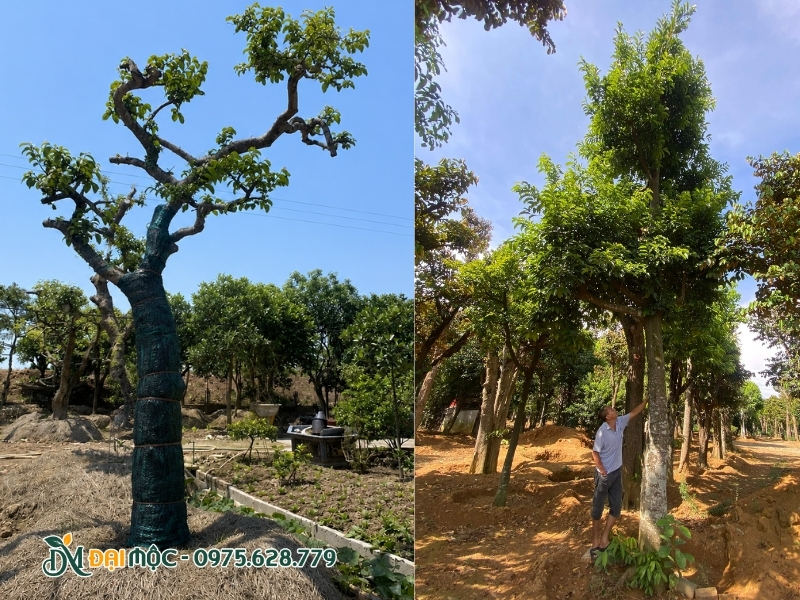 Thân cây được bọc bằng bao bố