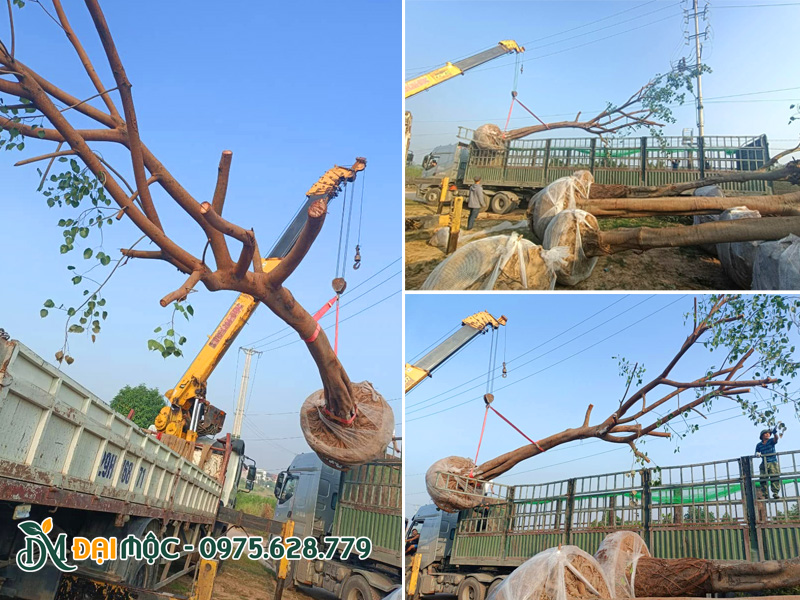 Cẩu xếp cây bồ đề lâu năm tại vườn dưỡng ủ Thái Bình
