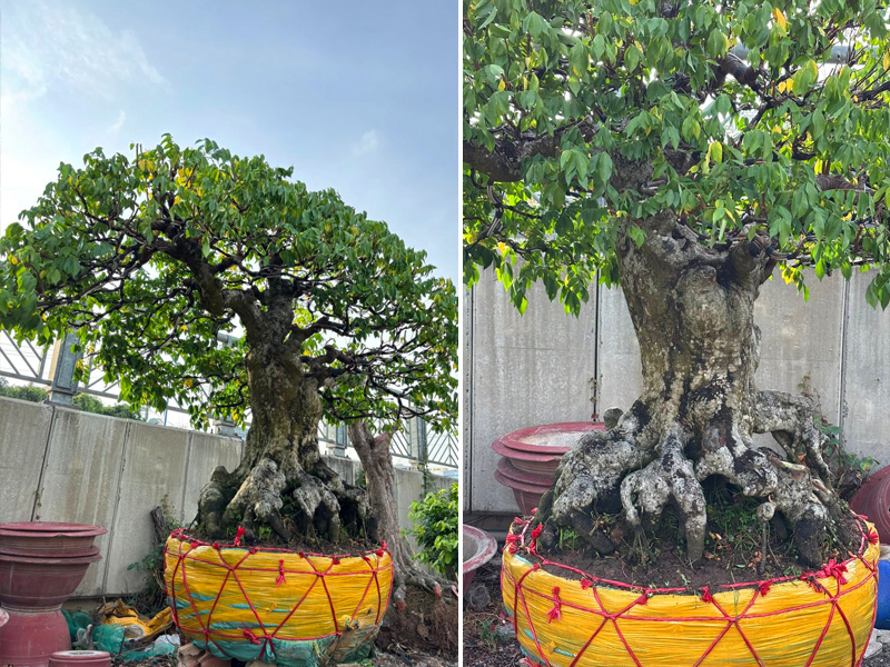 Cây khế bonsai cổ thụ có bệ rễ khủng, rễ nổi đẹp, độc đáo