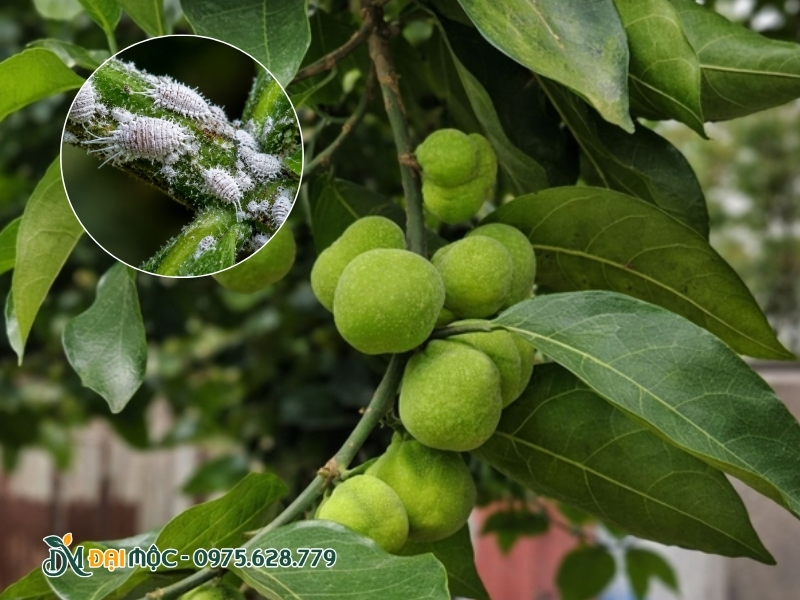 Rệp sáp sẽ bám ở cuống quả