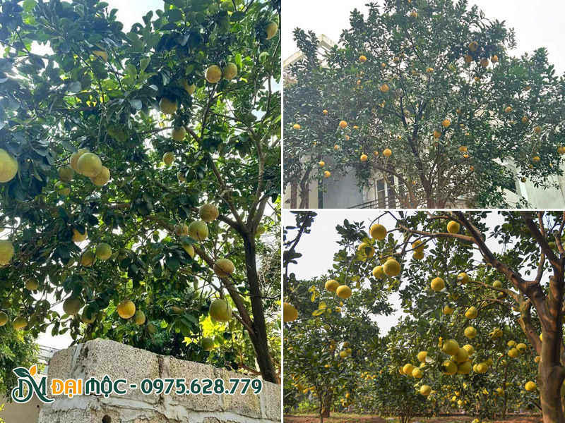 Các giống bưởi bản địa của Việt Nam