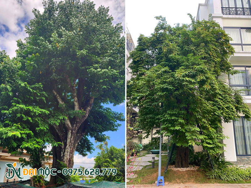Cây khế cổ thụ hàng chục năm tuổi, tán cành đồ sộ