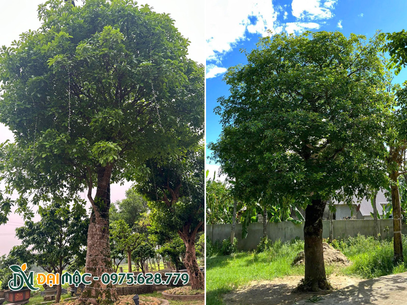 Cây lộc vừng cổ thụ đường kính gốc 40 - 50cm, đường kính tán tròn đẹp