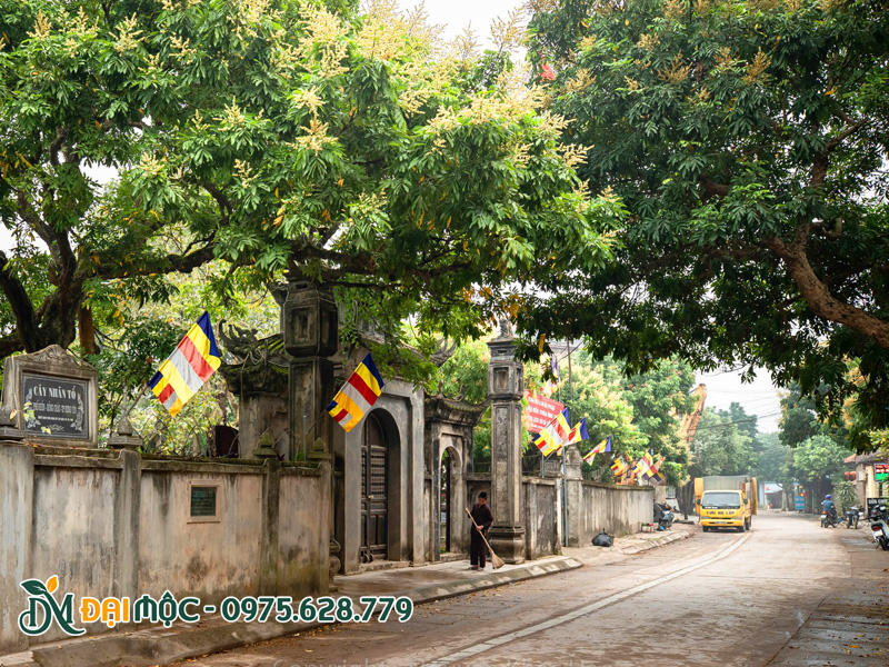 Những gốc nhãn cổ thụ ở Hưng Yên, tỏa bóng mát cho cả con đường làng