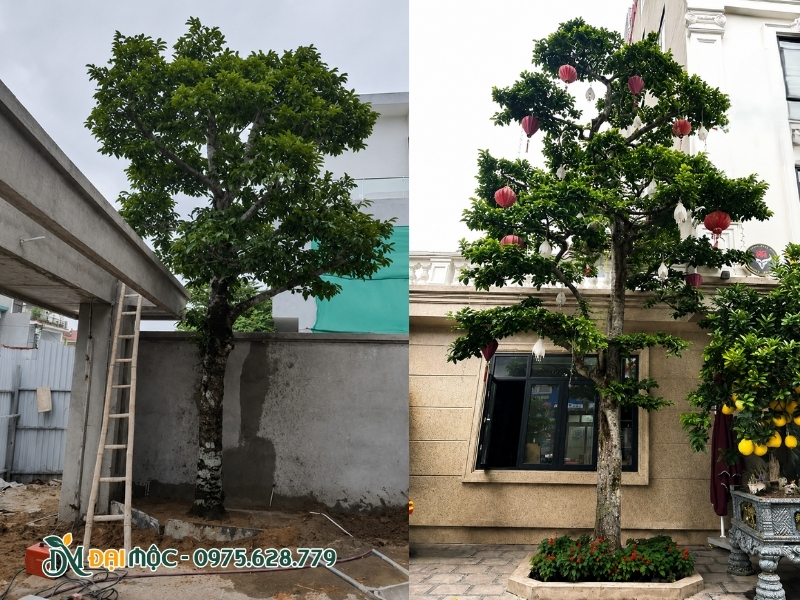 Cây chay ruột đỏ cổ thụ đường trồng trước cổng nhà