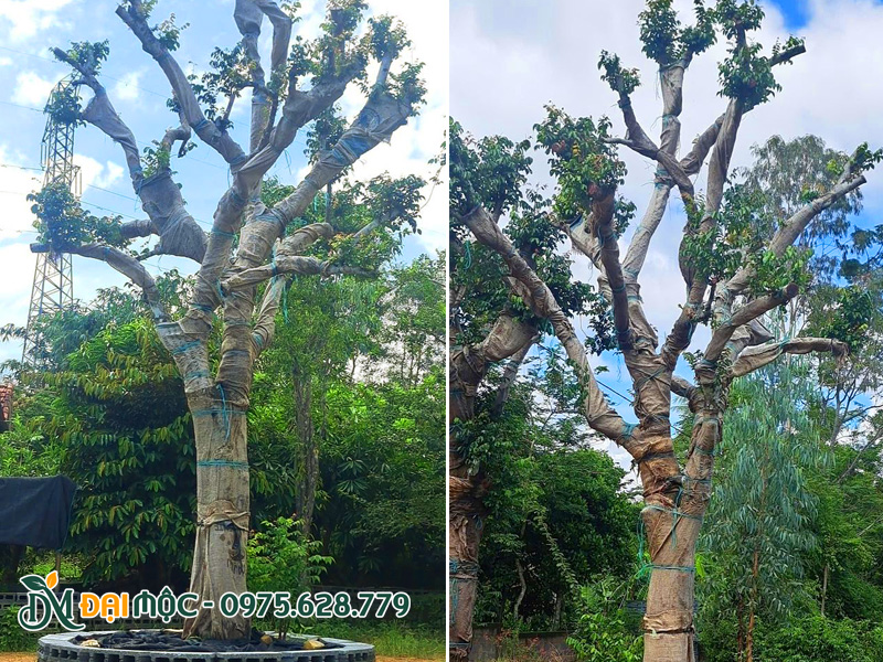 Cây khế cổ thụ dâm ủ có tay cành đẹp, đang ra lộc non