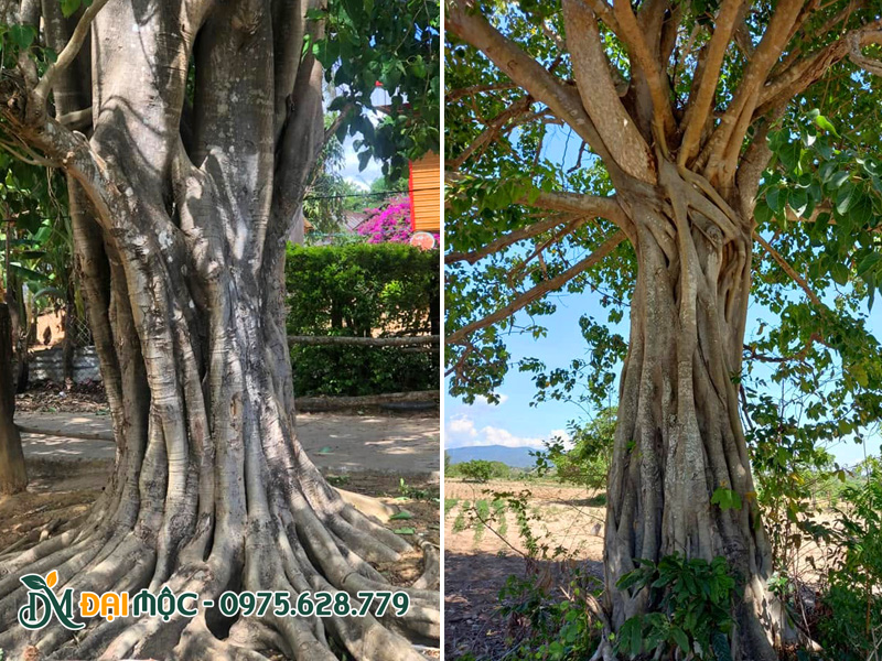 Thân và bệ rễ của cây bồ đề cổ thụ