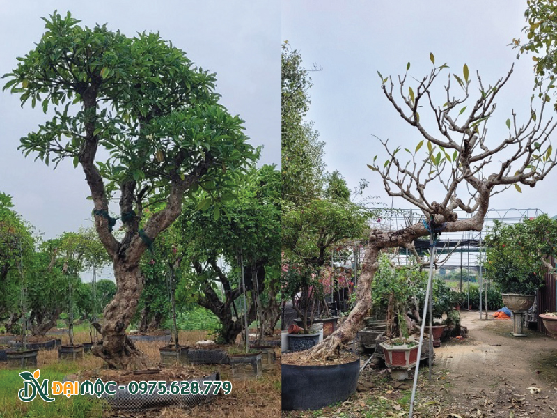 Phần thân cây hoa đại cổ thụ sần sùi