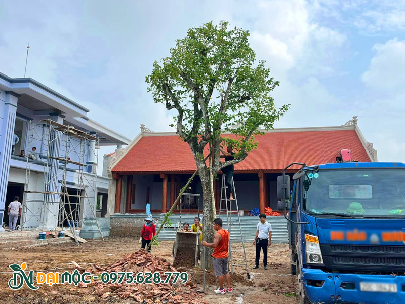 Thi công trồng cây khế cổ thụ cho khuôn viên nhà thờ họ