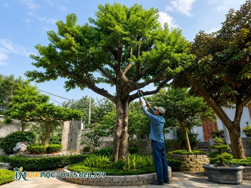Cắt tỉa bớt cành bên trong khung tán cây thị cổ thụ