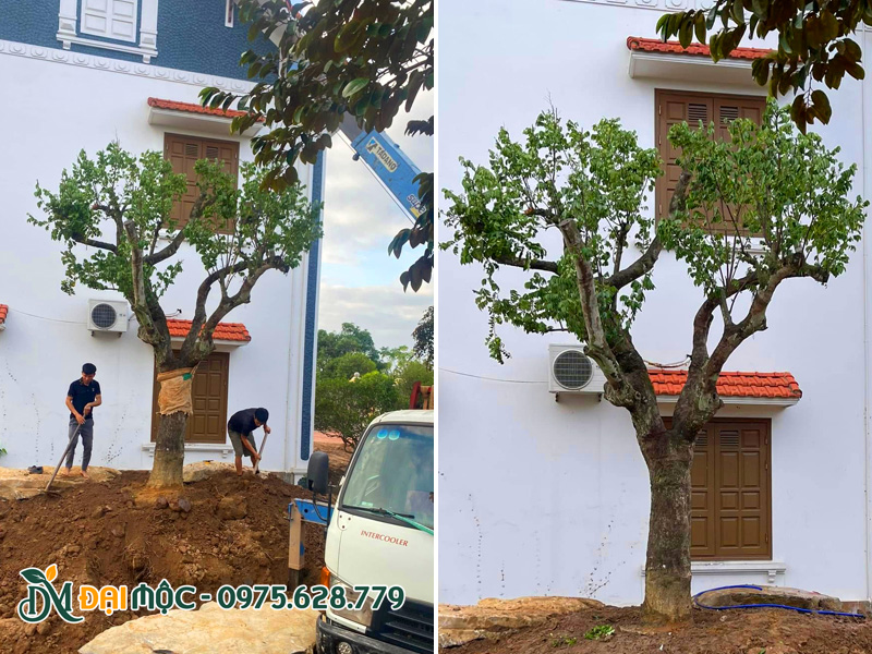 Công nhân đang tiến hành lấp đất cho cây khế cổ thụ mới hạ thổ