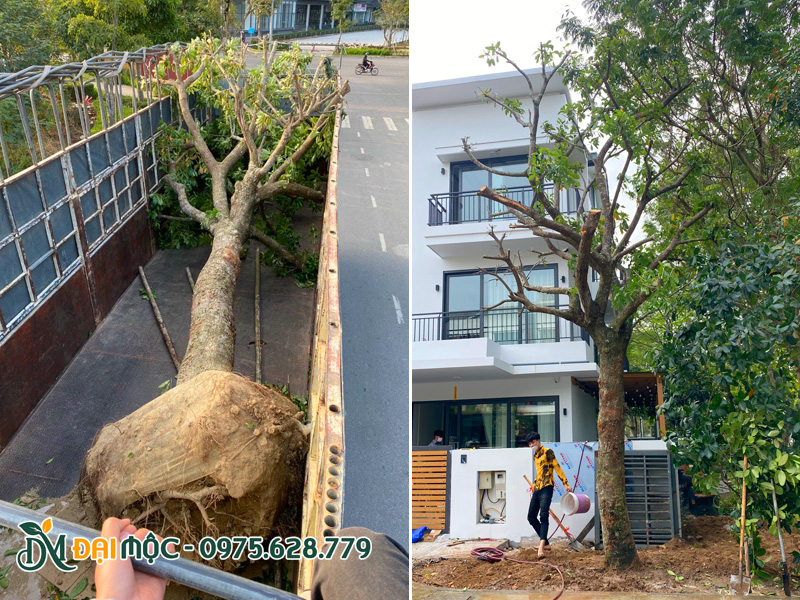 Trồng cây lộc vừng cổ thụ trước cổng nhà biệt thự cao cấp