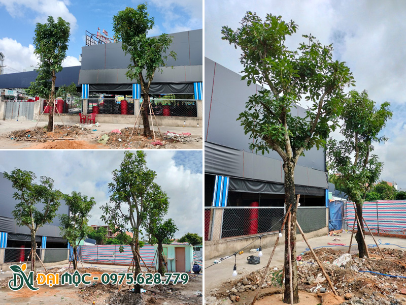 Hàng cây lộc vừng lâu năm trồng quanh khuôn viên của hàng