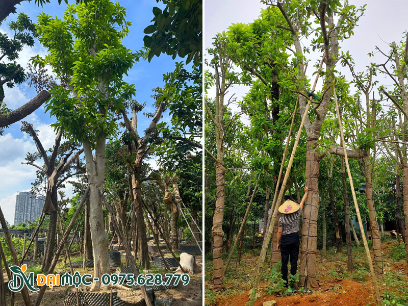 Ngọc lan vanh gốc 120cm, trồng dâm ủ tại vườn ở Đồng Tháp