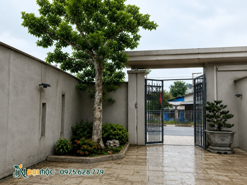 Cây chay ruột đỏ cộ thụ trồng lệch bên trái cổng