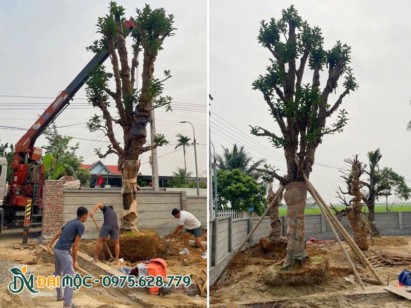 Cây bưởi đại thụ cao tầm 7 - 8m, vanh gốc 180cm