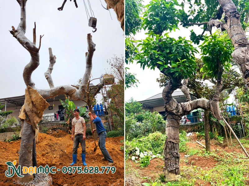 Dưỡng ủ cây ngọc lan cổ thụ dáng bàn trà, đường kính gốc khoảng 40cm