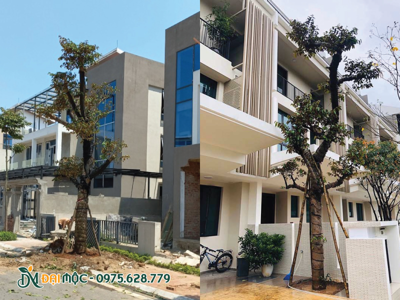 Cây vú sữa cổ thụ trồng tại trước nhà biệt thự