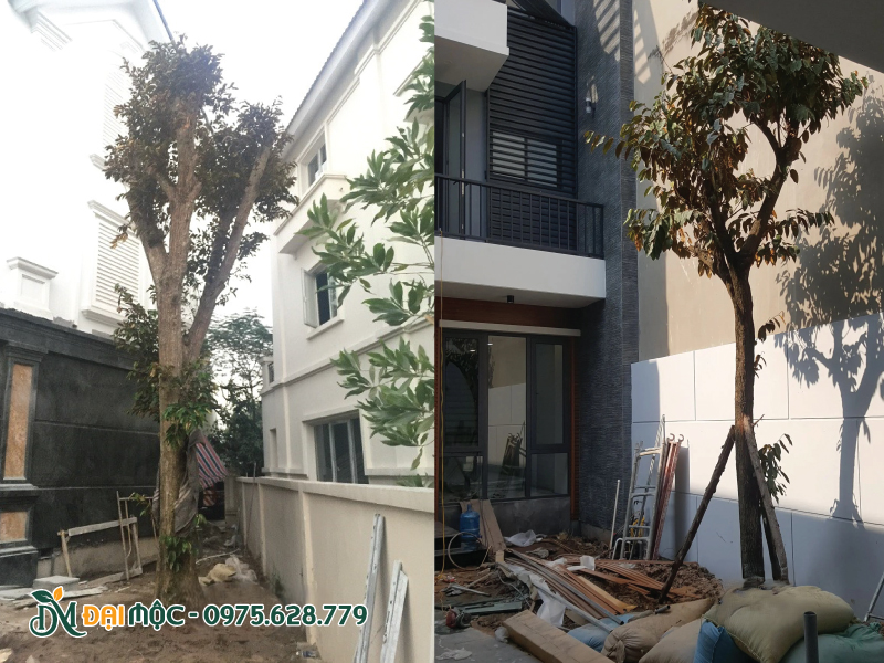 Cây vú sữa cổ thụ là điểm nhấn trước nhà