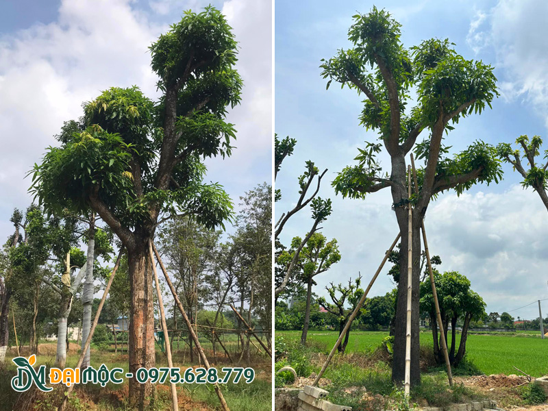 Mua cây xoài cổ thụ đường kính gốc 35 - 40cm trồng sân vườn biệt thự nhỏ