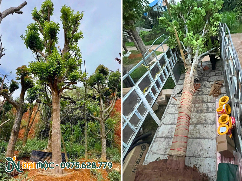 Bốc xếp, vận chuyển cây bưởi cổ thụ đường kính gốc trên 30cm