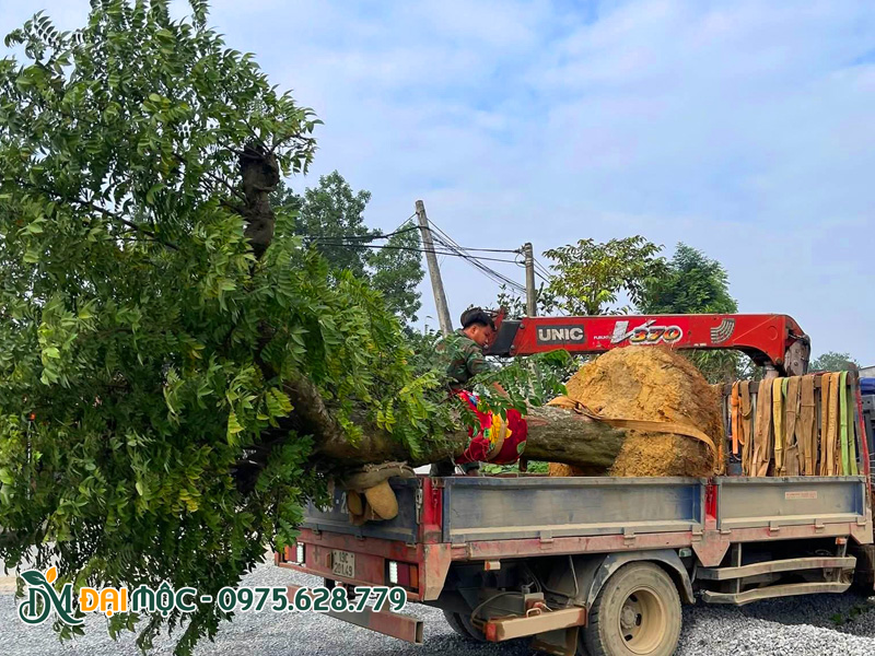 Giao trồng cây khế cổ thụ cho khách hàng tại Phú Thọ