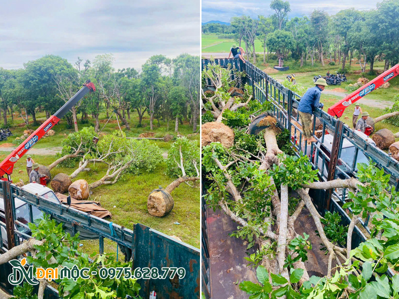 Cần cẩu và công nhân đang tiến hành đưa và xếp cây lộc vừng cổ thụ lên thùng xe đầu kéo