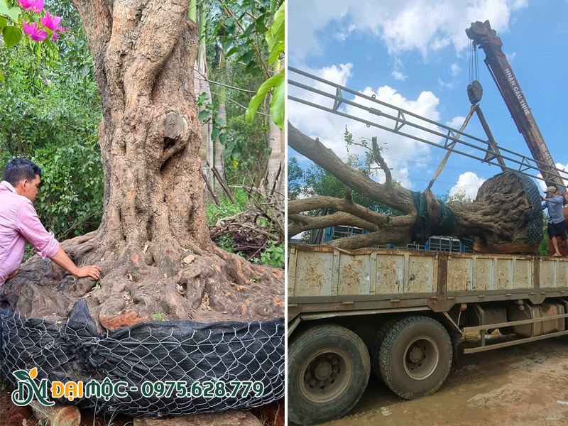 Bọc bầu cây nhãn cổ thụ bằng lưới thép chuyên dụng, vận chuyển bằng xe cẩu tự hành trọng tải lớn
