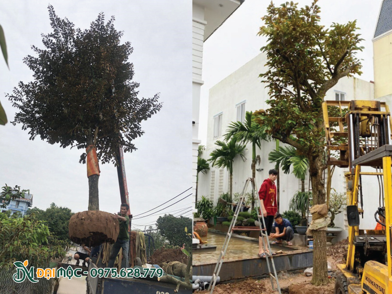 Vận chuyển và hạ bầu cây vú sữa cổ thụ cẩn thận