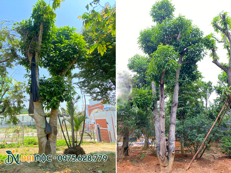 Cây ngọc lan cổ thụ nhiều thân dáng đẹp và đẳng cấp