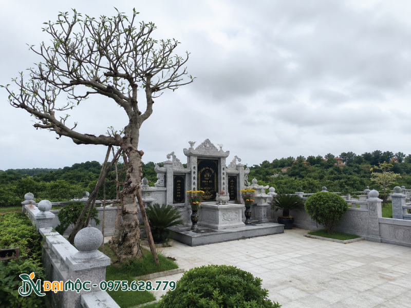 Vòm tán cây hoa đại cổ thụ lớn nhưng thưa lá