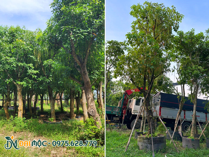 Vườn dưỡng ủ cây lộc vừng cổ thụ, cây đang ra hoa