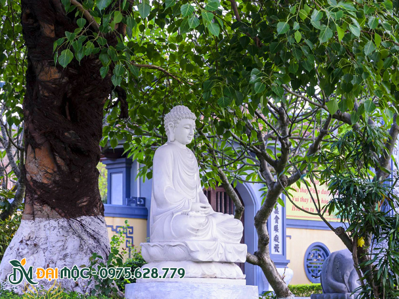 Gốc bồ đề tỏa rợp bóng trong khuôn viên của các ngôi chùa