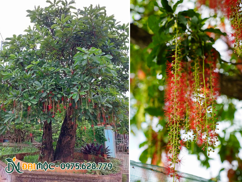 Cây lộc vừng đỏ cổ thụ bonsai đẹp