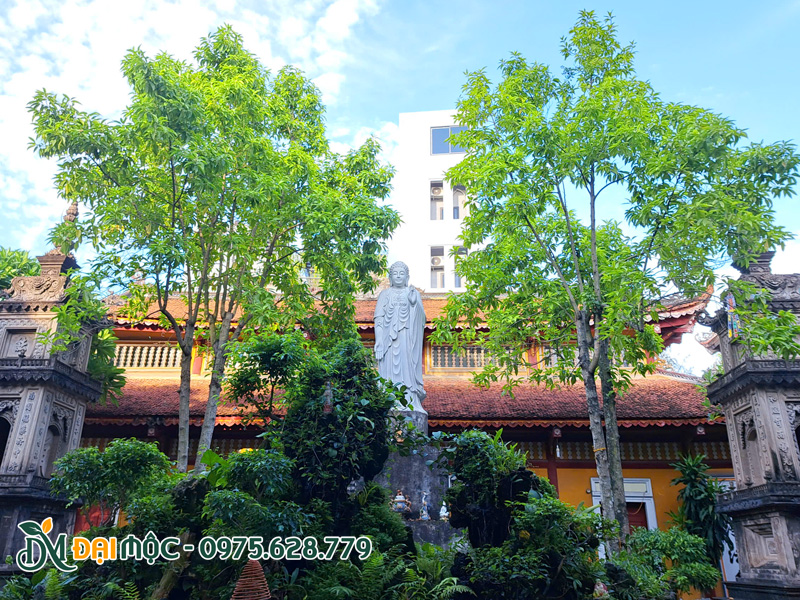 Hai cây ngọc lan cổ thụ trồng trong sân chùa, bên cạnh tượng Phật Thích Ca Mâu Ni