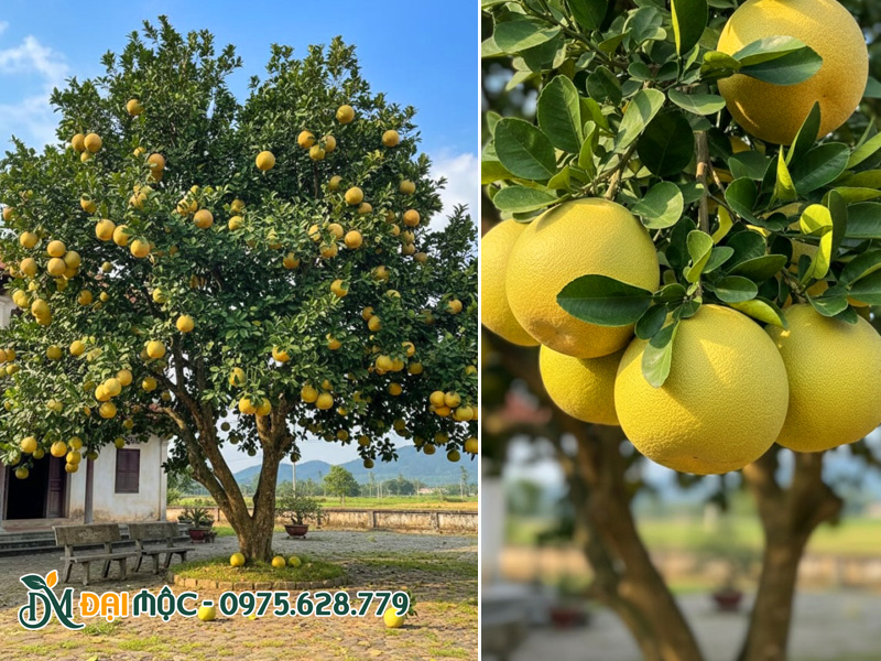 Trồng cây bưởi trước nhà để thu hút tài lộc, may mắn