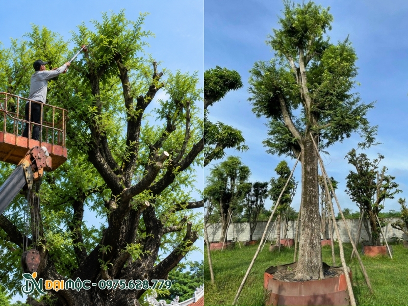 Bấm ngọn đúng kỹ thuật cho cây me cổ thụ