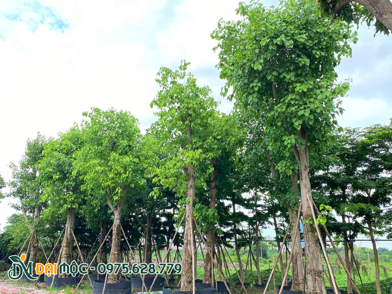 Vường dâm ủ số lượng lớn cây bồ đề tâm linh, hàng cổ thụ đường kính gốc 35 - 40cm trở lên
