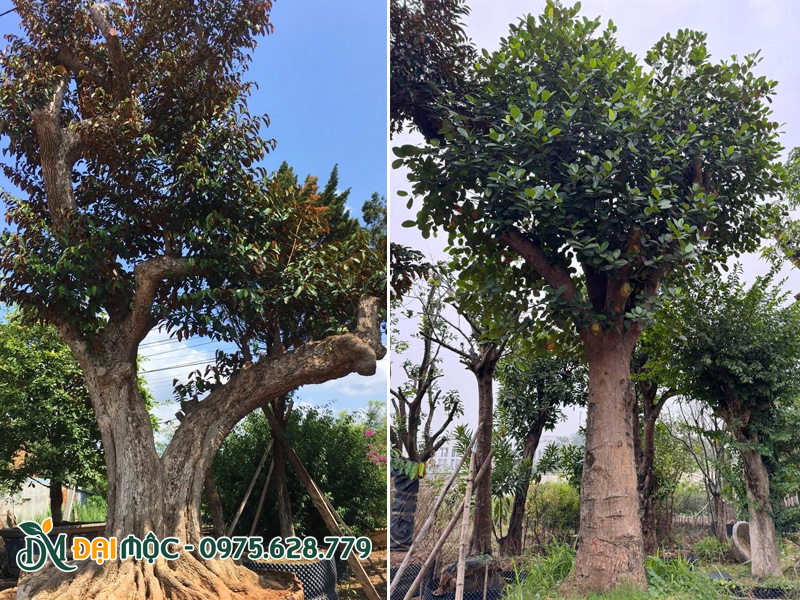 Cây ăn quả cổ thụ trồng sân vườn, khuôn viên dự án cao cấp