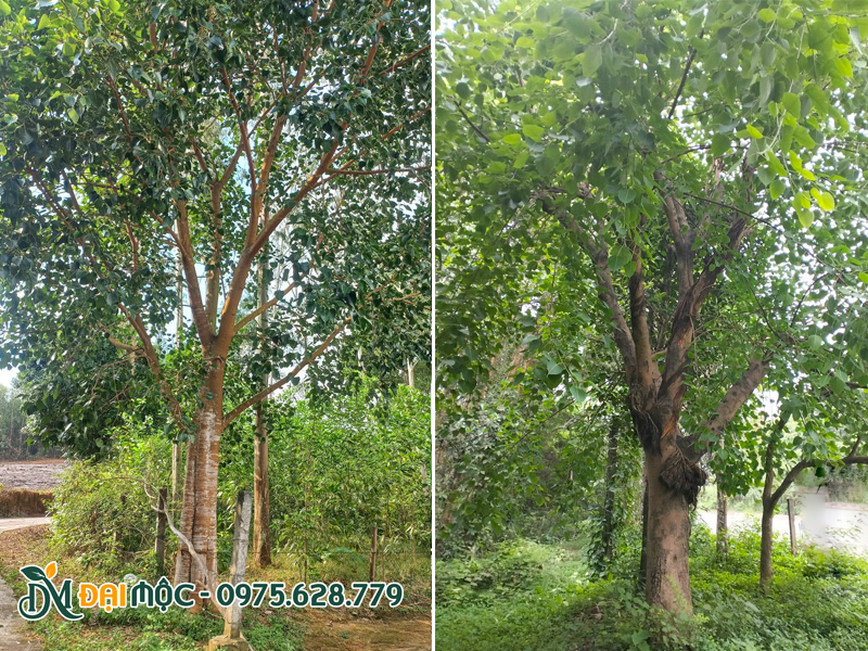 Cây bóng mát cổ thụ đường kính gốc  40 - 60cm tại Hà Nội