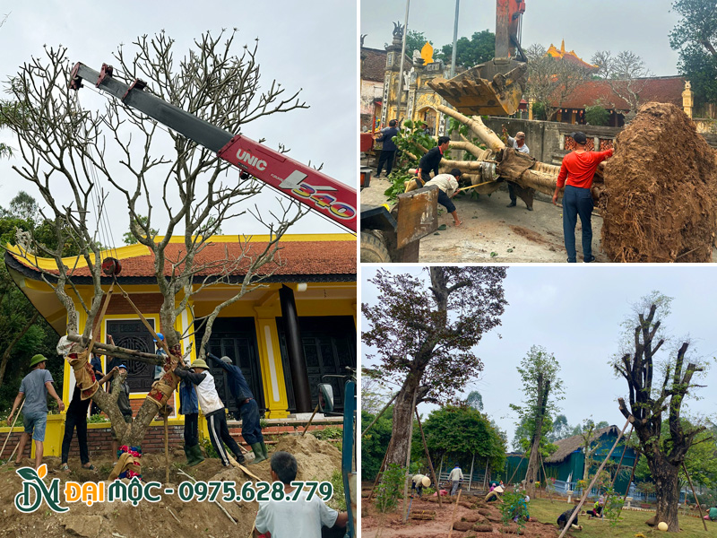 Hình ảnh đội ngũ thi công của Cây Đại Mộc tiến hành cẩu hạ, thi công trồng cây tâm linh cổ thụ
